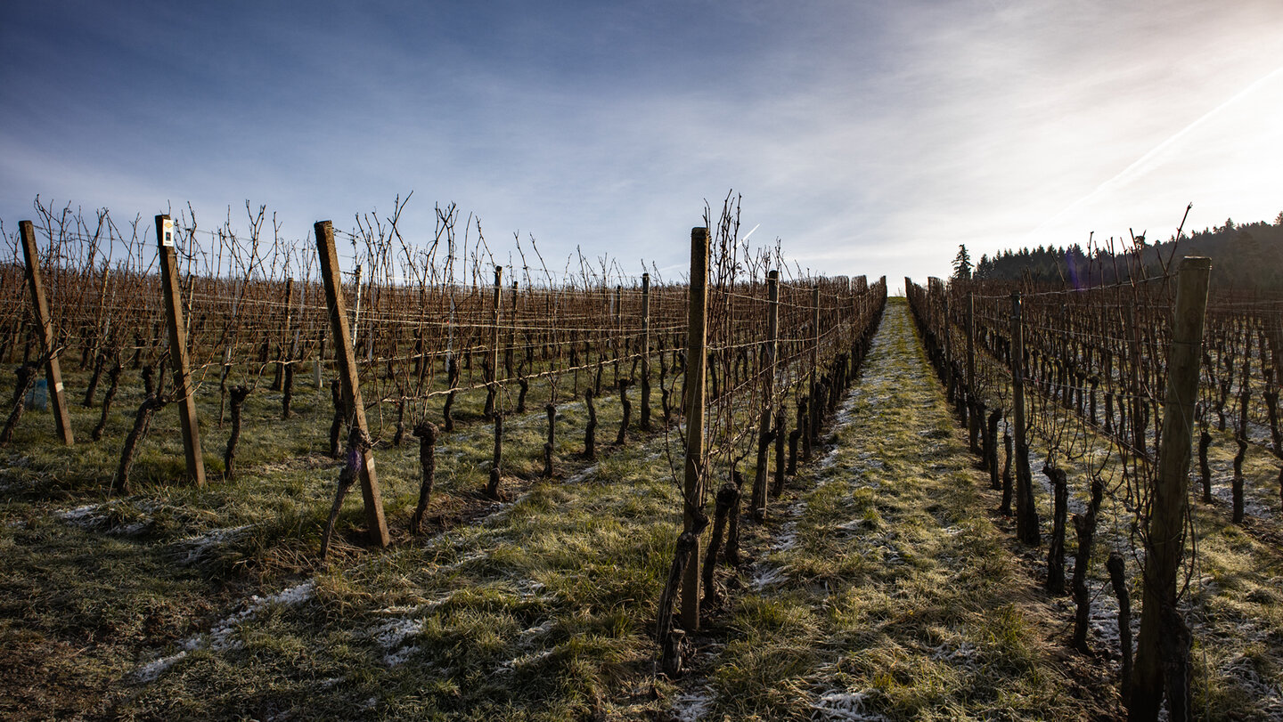 Weinberge entlang der Durbacher Weitblick Tour