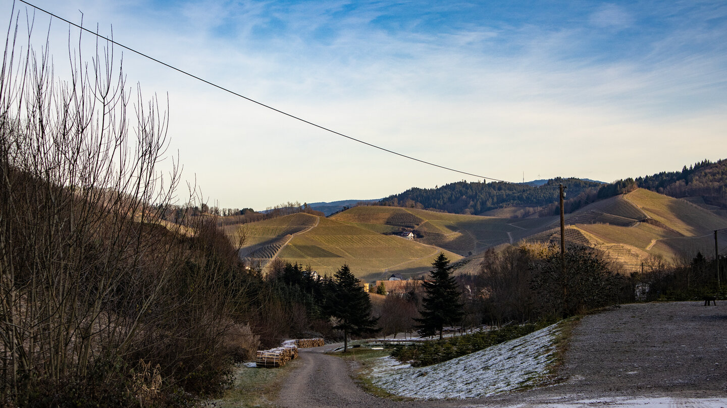Weinberge und Schwarzwald von der Durbacher Weitblick-Runde