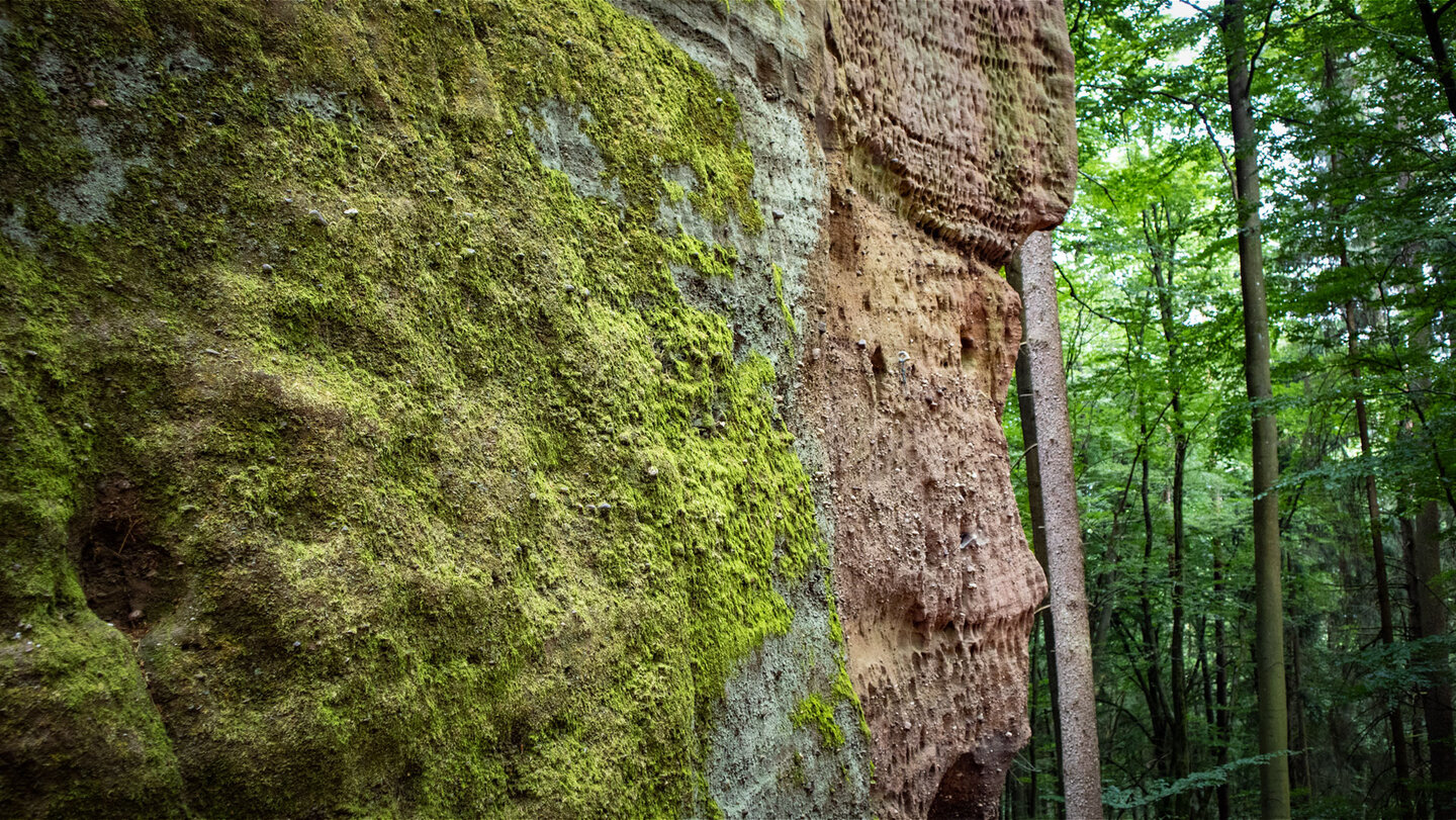 Moos bewachsene Buntsandsteinwand an den Fladensteinen im Pfälzerwald