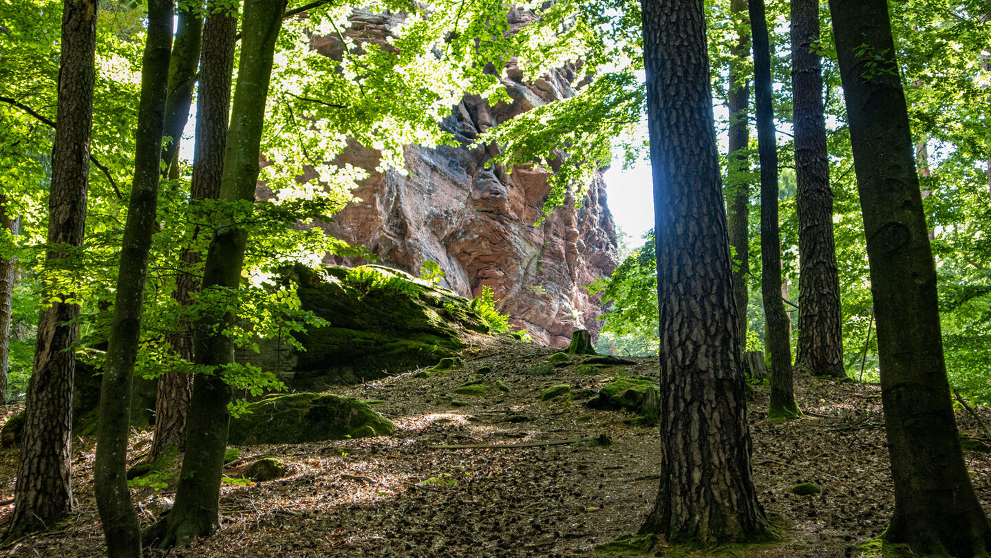 Durch den lichten Wald öffnet sich der Blick auf die mächtigen Fladensteine