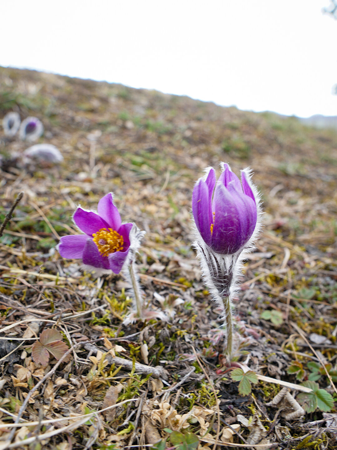 die ersten Frühlingsboten erwachen erste Frühlingsboten erwachen