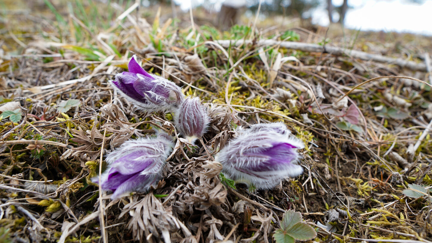erblühende Kuhschelle am Wegesrand erblühende Kuhschelle am Wegesrand