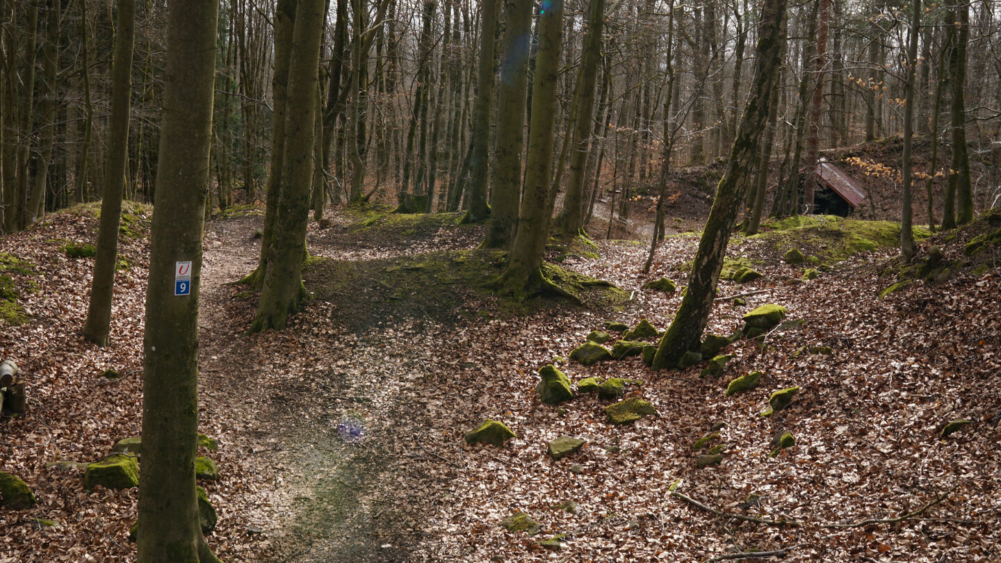 schmale Pfade führen durch den Wald am Ulmenstein Pfade führen durch den Wald am Ulmenstein