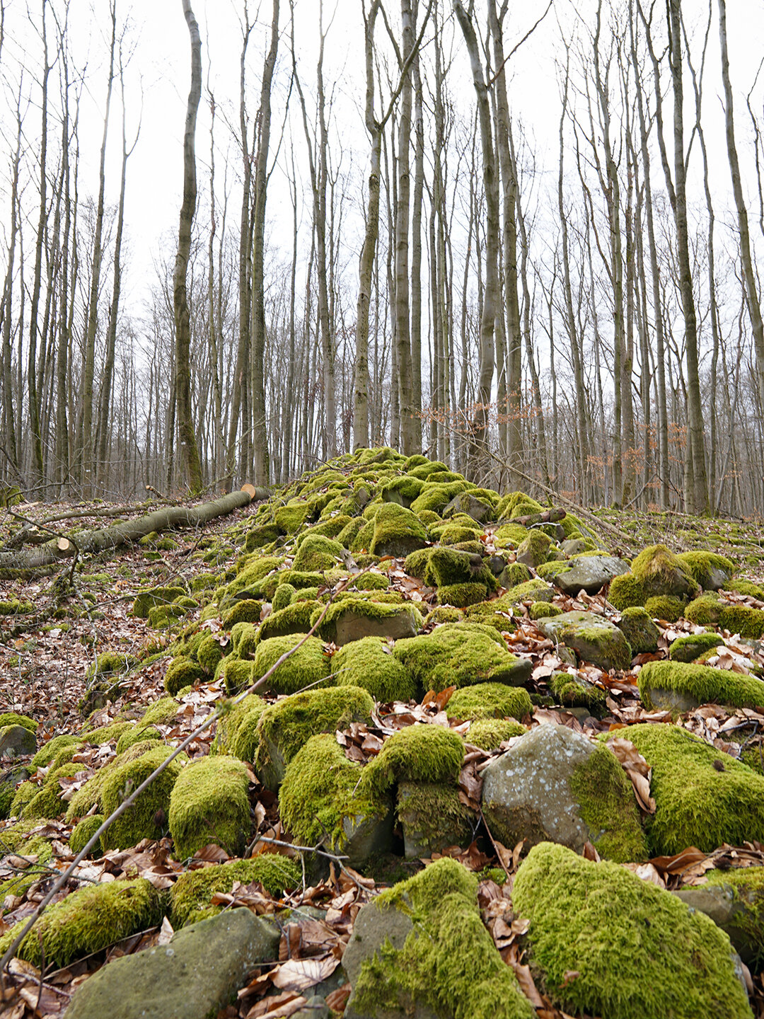 verwitterte Basaltsteine am Wegesrand beim Ulmenstein Basaltsteine am Wegesrand beim Ulmenstein