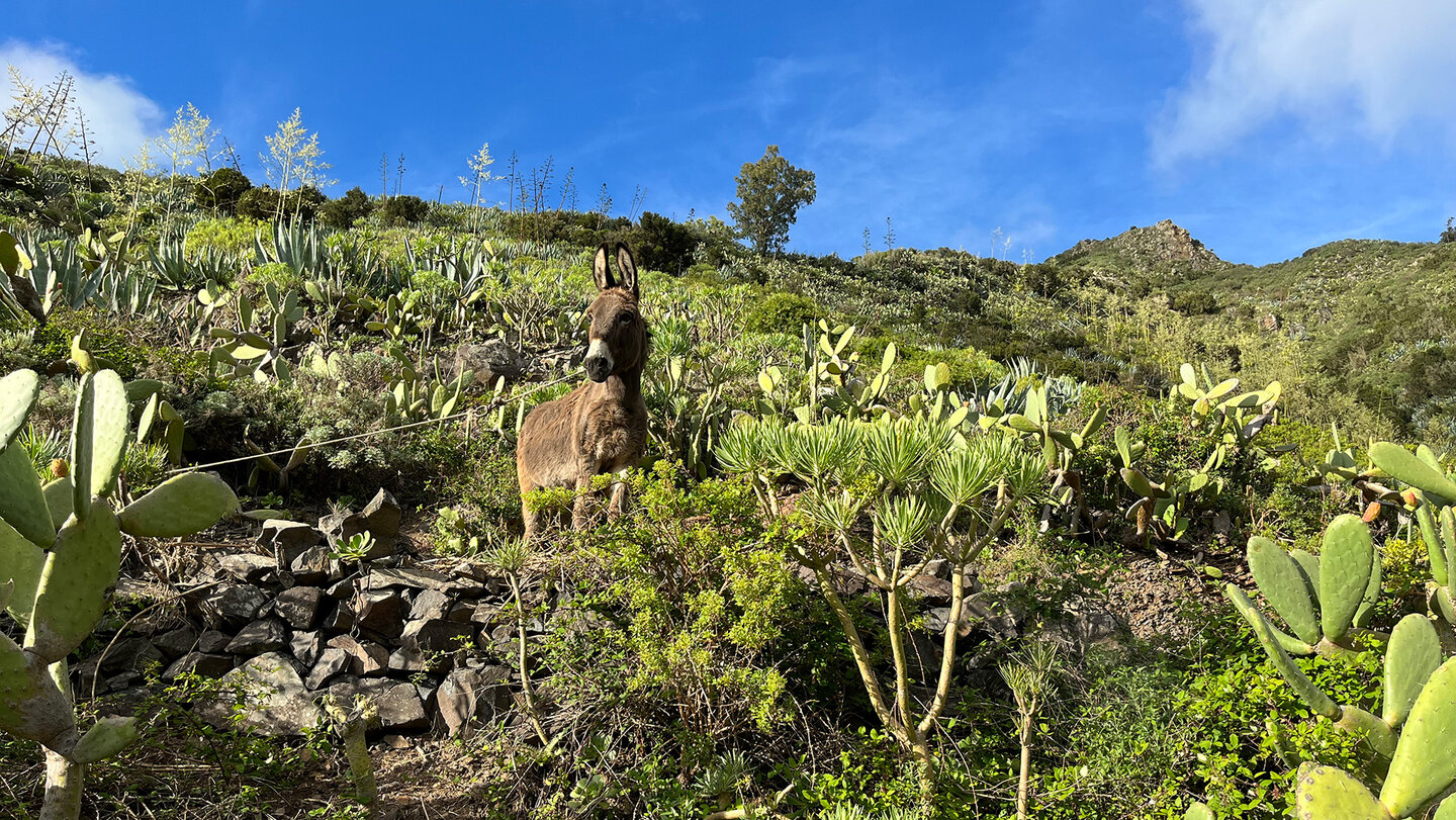 Esel bei Los Berros im Anaga-Gebirge Esel bei Los Berros im Anaga-Gebirge