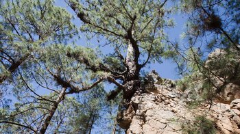 Kanarische Kiefern wurzeln auf Felsklippen am Wanderweg