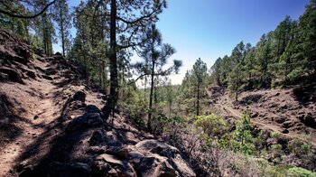 Wanderung durch Kiefernwald über Pfade zum Risco de Los Muertos