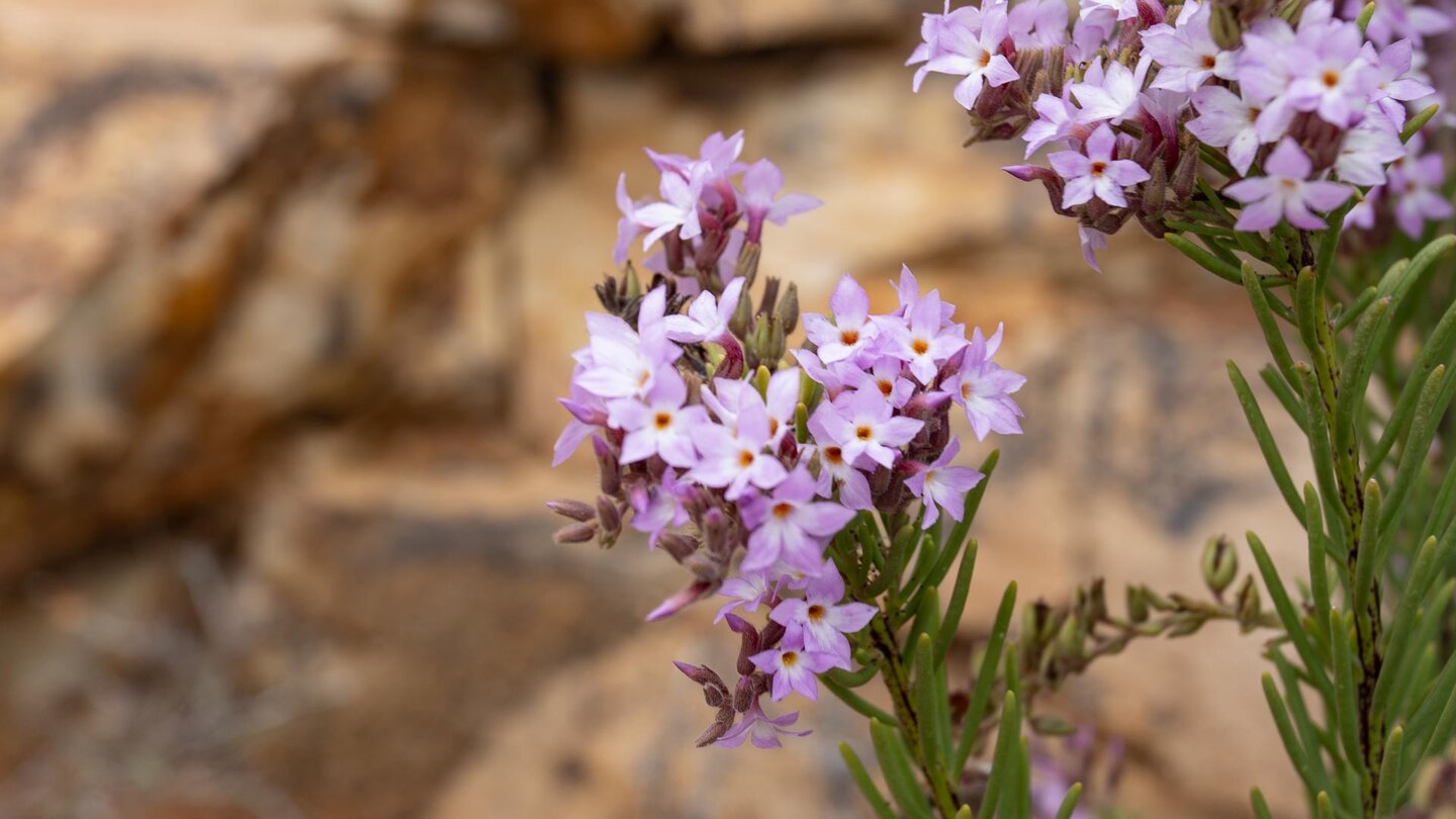 Kanaren-Krummblüte (Campylanthus salsoloides), auch Meeresrosmarin genannt