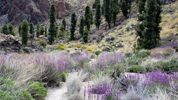 Hochgebirgsvegetation in Blüte auf Wanderung 18 im Teide Nationalpark