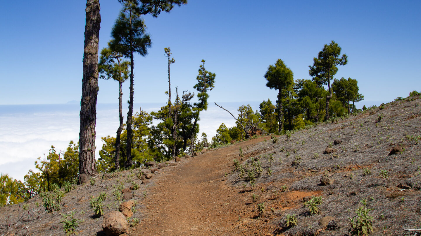 Wanderweg über dem Wolkenmeer durch lichten Kiefernwald