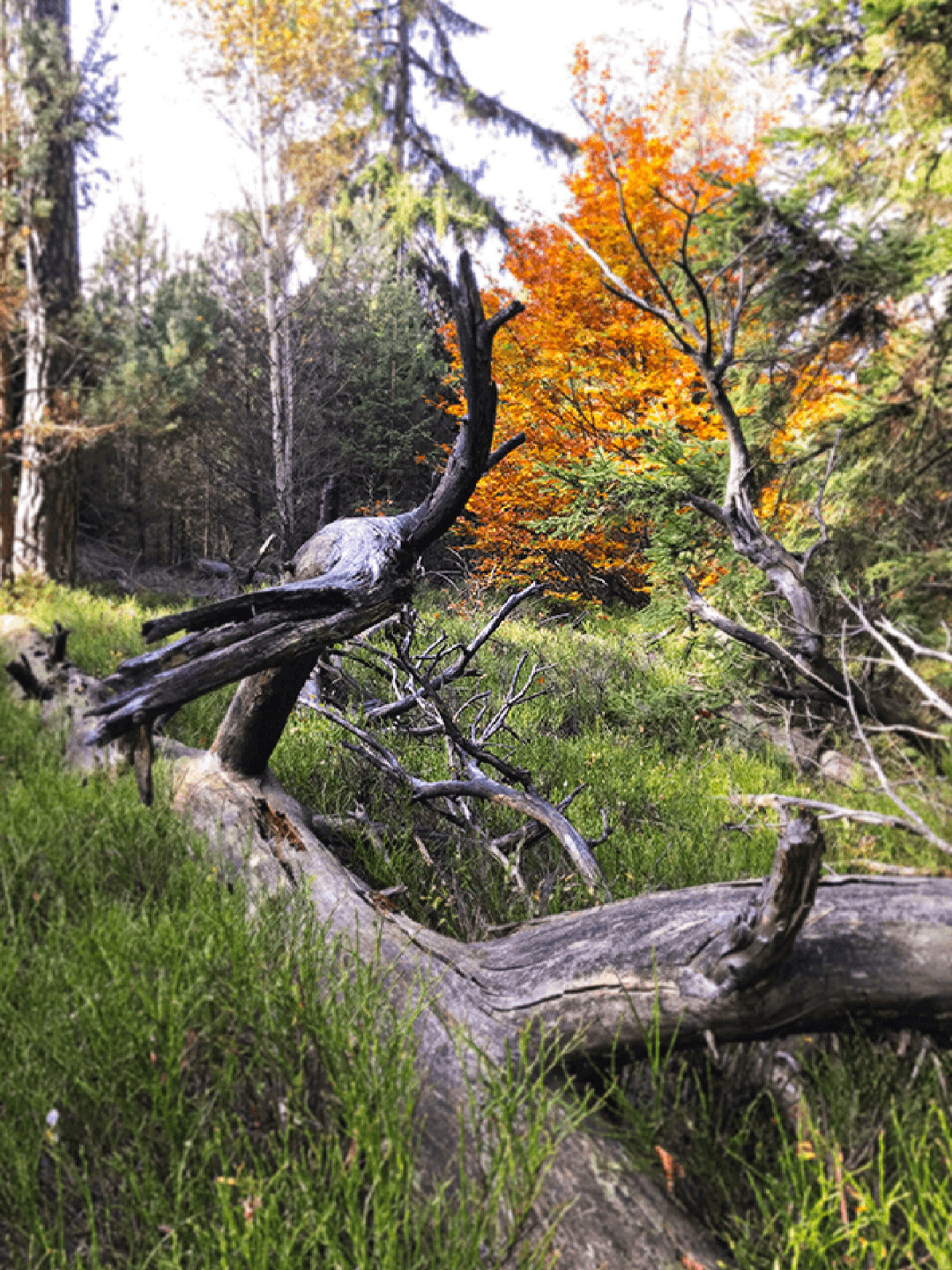 Mischwald im Naturpark Vulkanregion Vogelsberg