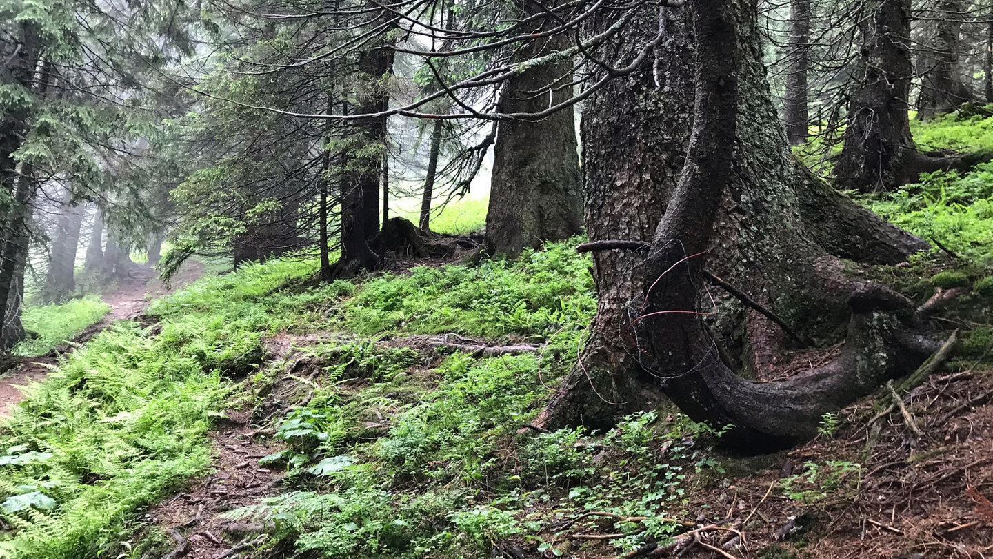 wurzeliger Wanderpfad im Wald hinter dem Rotkopf