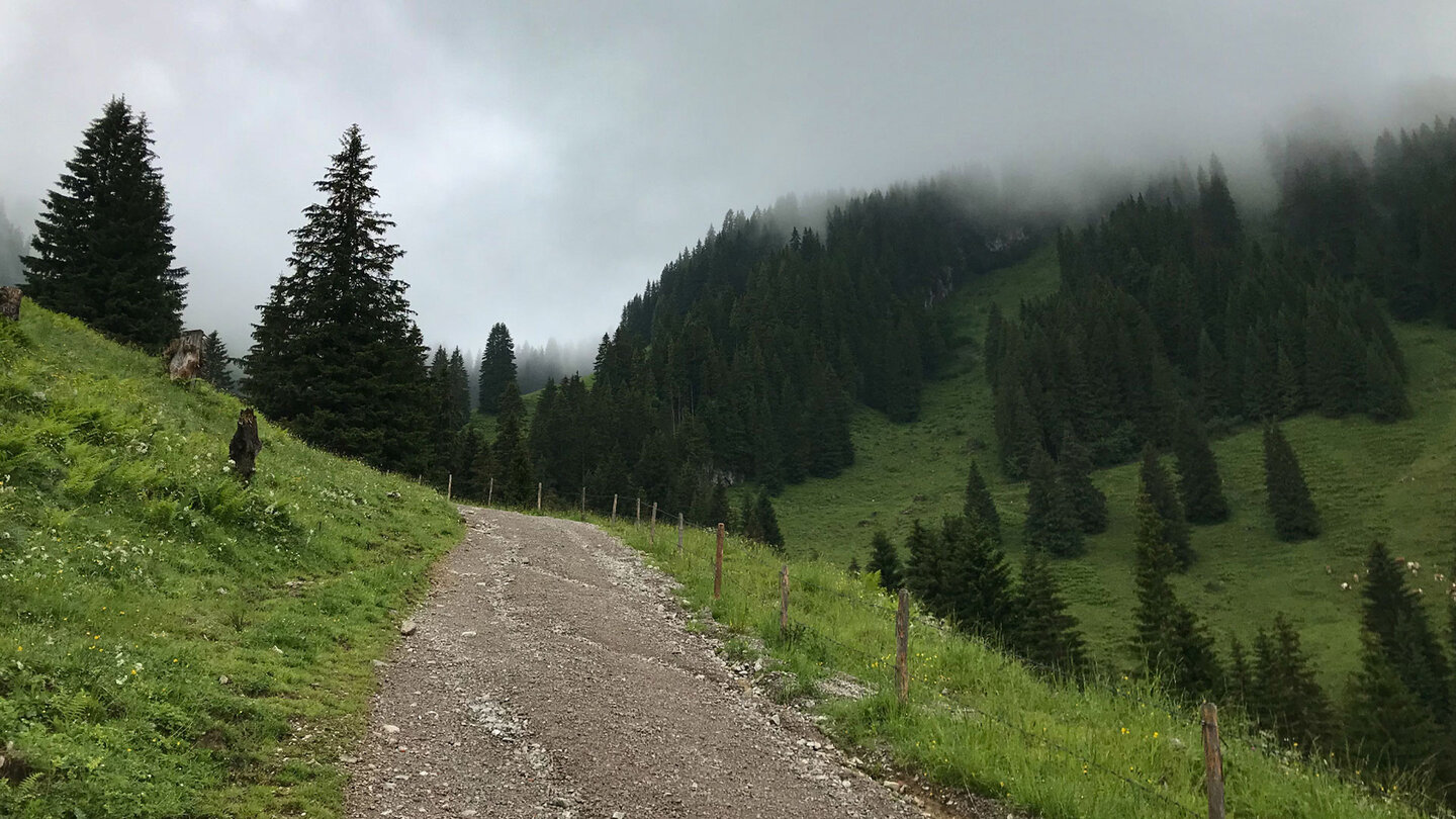 geschotterter Bergweg führt zwischen Wald und Almwiesen hindurch