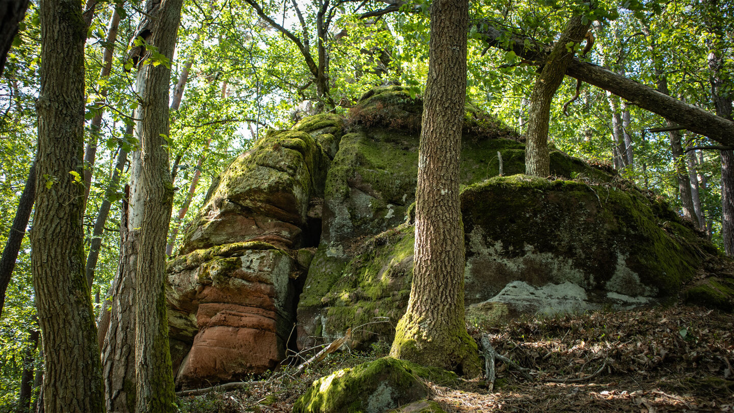 Felsgruppe am Neding bei Hauenstein mit grünem Moosüberzug, rötlichem Sandsteinsockel und dichtem Laubdach darüber