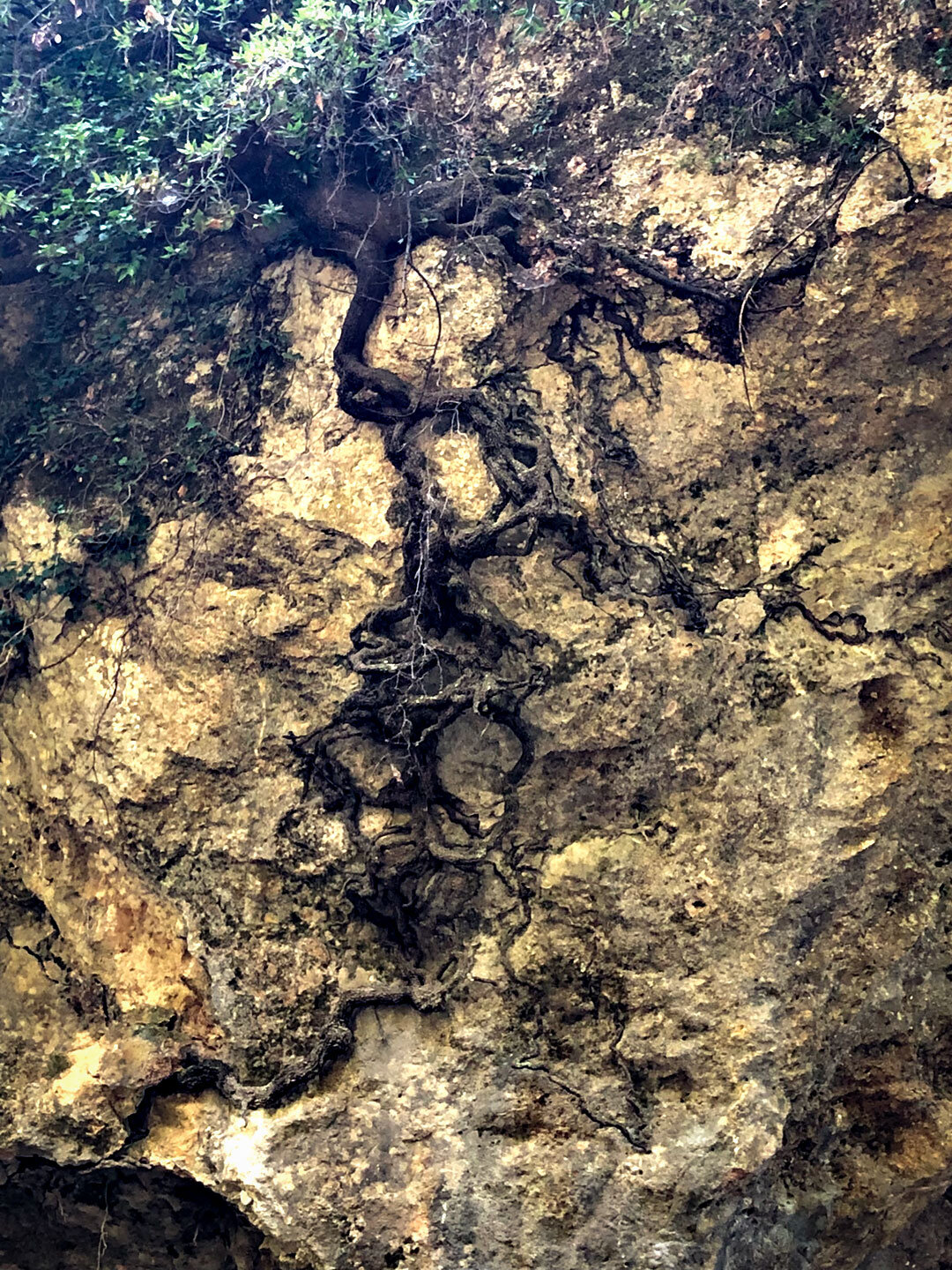 Wurzeln auf den Felswänden in der Sarakina-Schlucht Wurzeln auf den Felswänden in der Sarakina-Schlucht