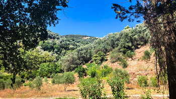 Olivenhaine, Platanen und Zypressen im schmalen Tal