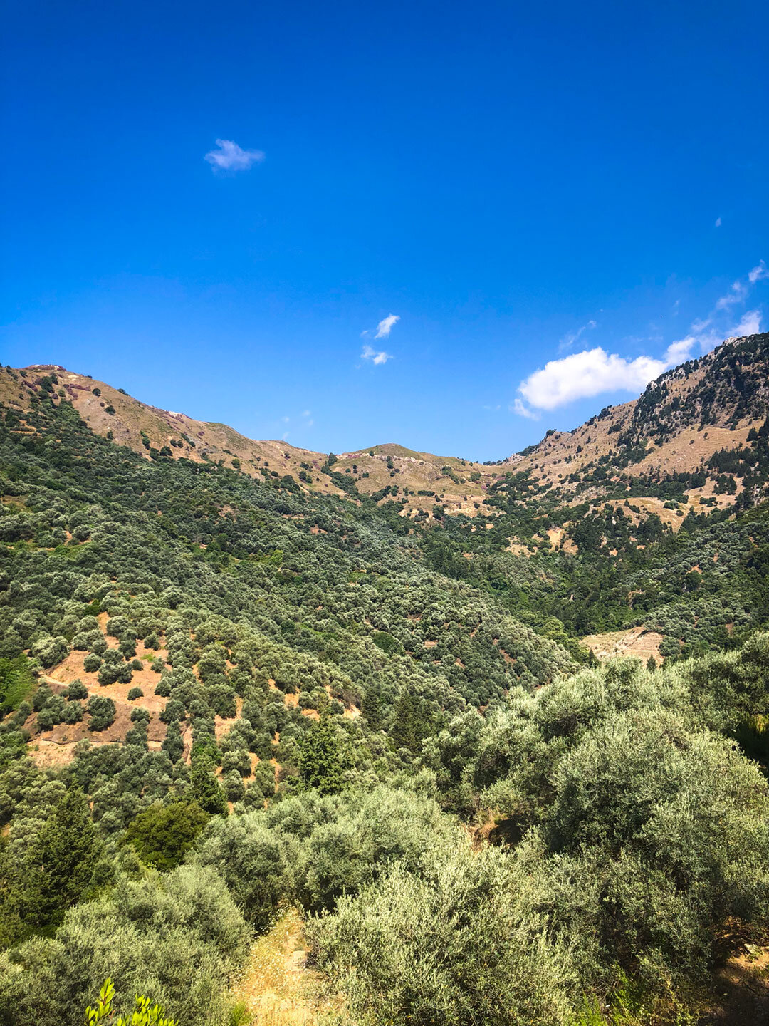 weitläufige Olivenplantagen bei Meskla im Westen Kretas Olivenplantagen bei Meskla auf Kreta