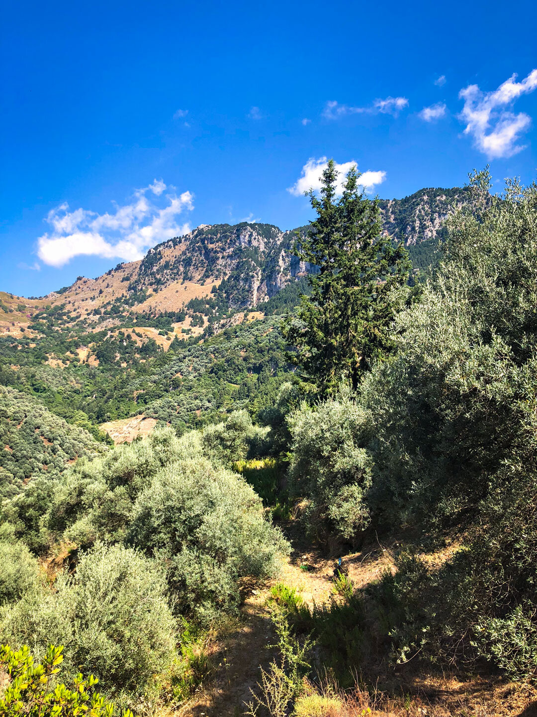 der Rundwanderweg führt durch Olivenhaine zurück zur Sarakina-Schlucht Wanderweg durch Olivenhaine zur Sarakina-Schlucht