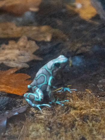 Baumsteigerfrosch Dschungelbereich im Poema del Mar