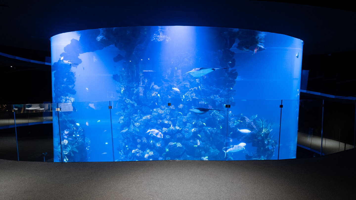 zylindrisches Becken tropische Fische Poema del Mar