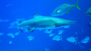 Tigerhai Tiefsee Poema del Mar