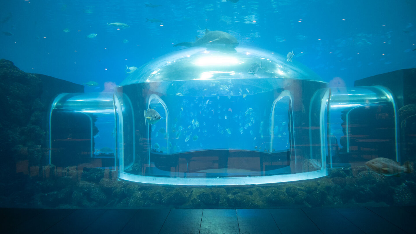 gläserner Unterwassertunnel Poema del Mar Las Palmas