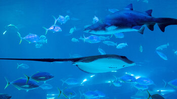 Rochen Haie Tiefseebecken