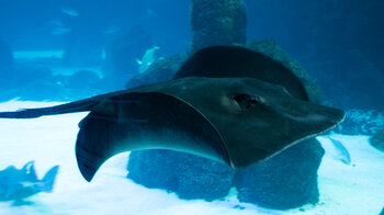 Rochen Nahaufnahme Poema del Mar Gran Canaria