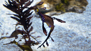 blattförmiges Seepferdchen im Poema del Mar Las Palmas