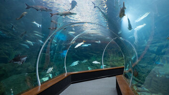 Glastunnel Haie Schwarmfische im Poema del Mar