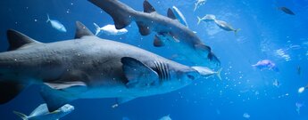 Haie der Tiefsee Panoramafenster Poema del Mar