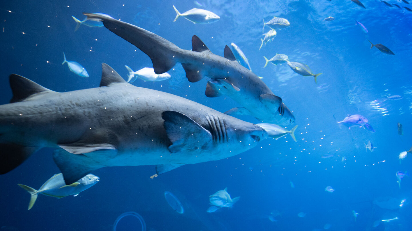 Haie der Tiefsee Panoramafenster Poema del Mar