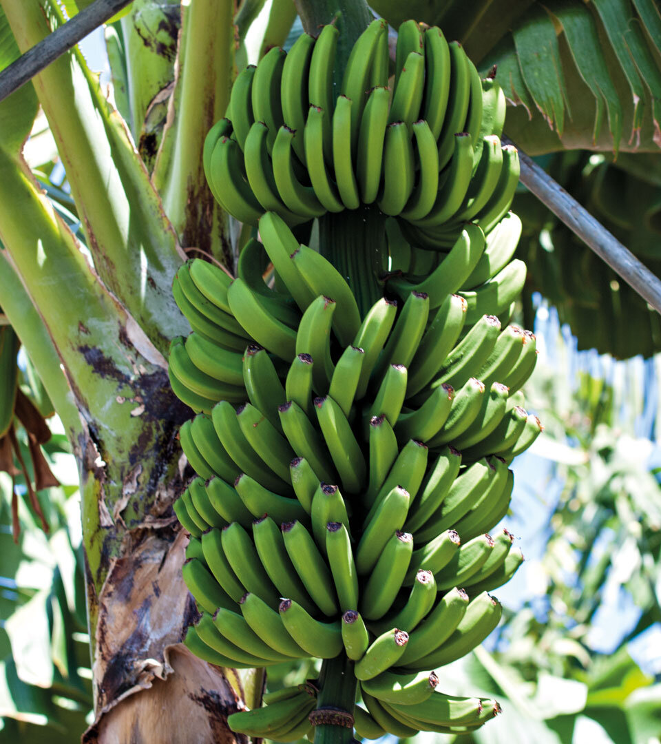 Anpflanzung kanarischer Bananen in der Umgebung von Guía de Isora