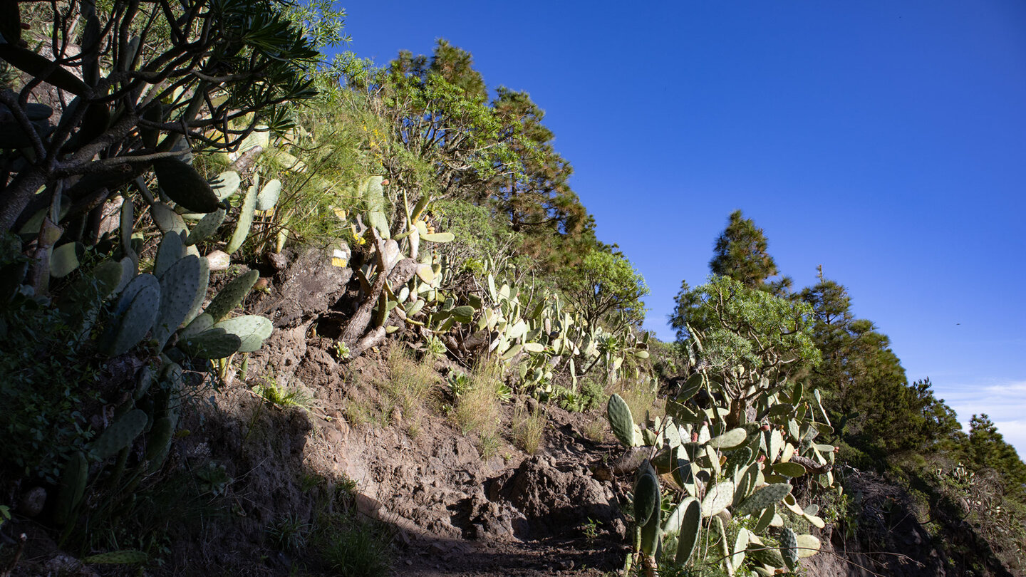 Wanderung von El Palmar nach Teno Alto