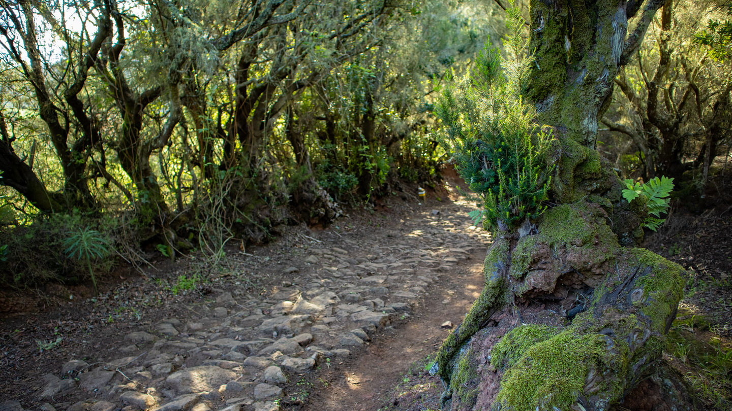 gepflasterte Wanderroute nach Teno Alto