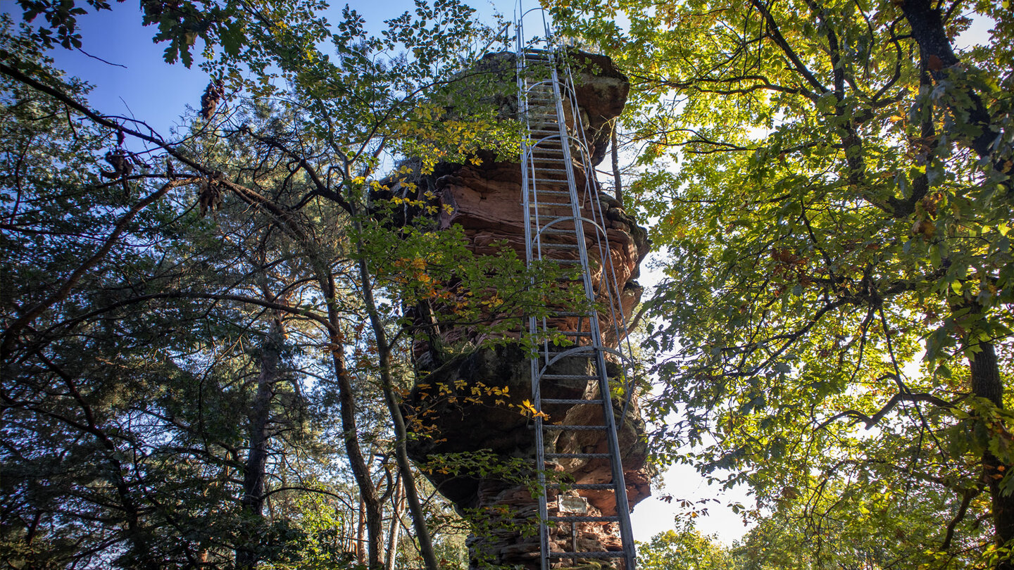 Steile Metallleiter an der Felswand des Schweinsfelsens bei Silz, rund 24 Meter hoch, umgeben von herbstlichem Laubwald, Trifelsland