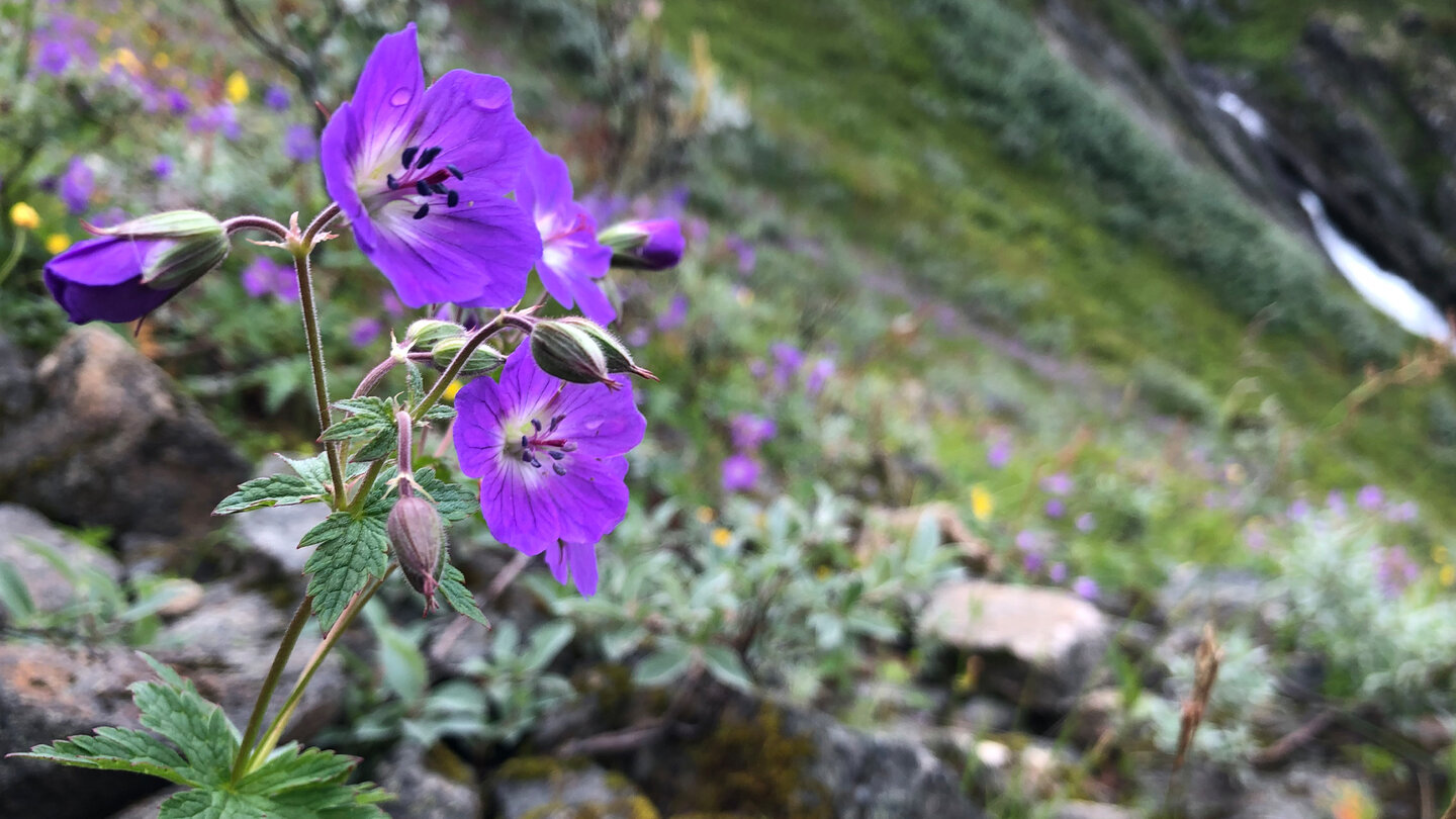 Wiesen-Storchschnabel am Wegesrand Wiesen-Storchschnabel