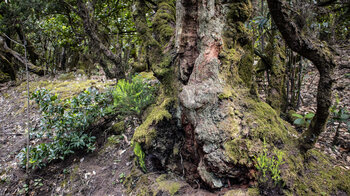 gut erhaltener Fayal-Brezal Wald bei Los Baranquillos im Nationalpark Garajonay