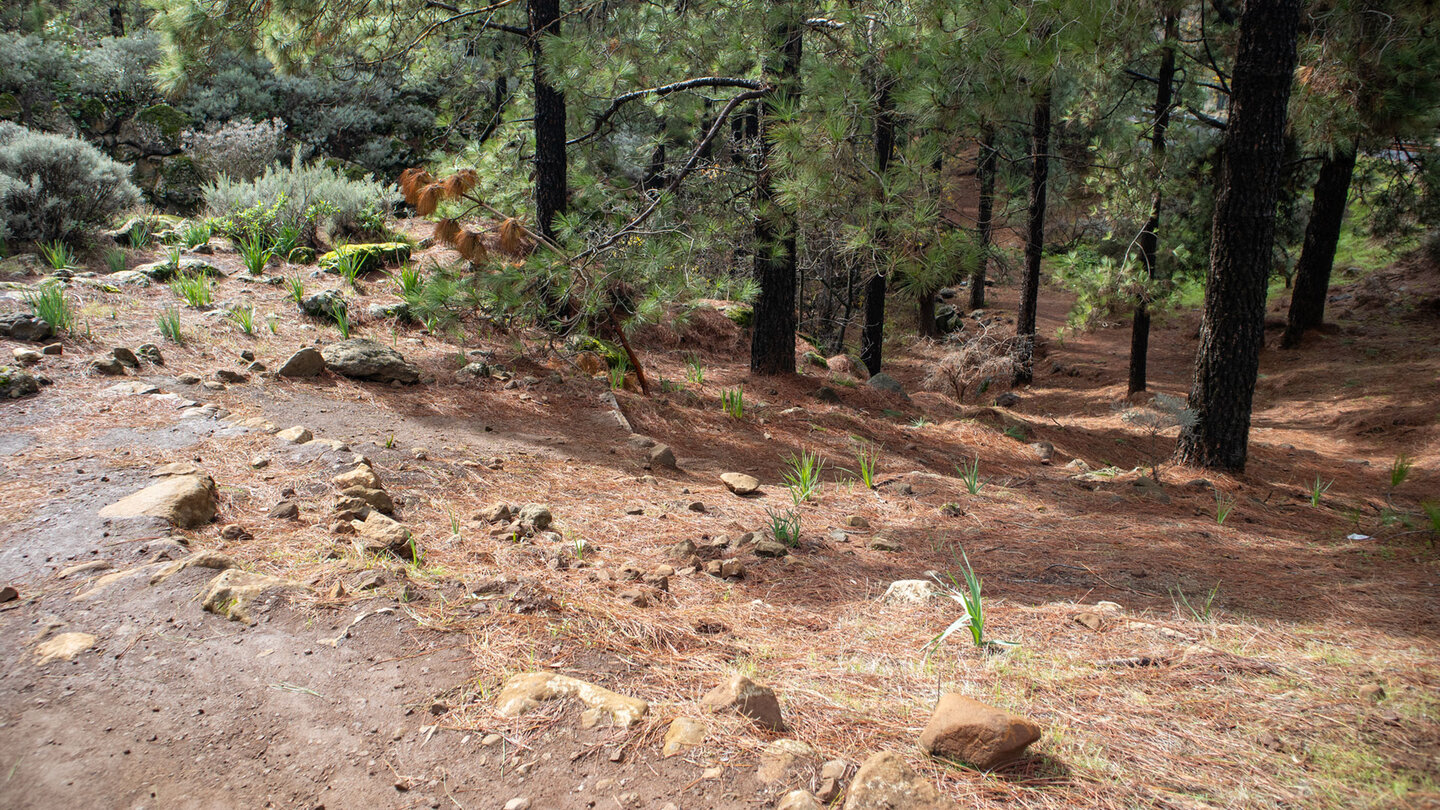 die Route startet im Kiefernwald am Barranco de los Hornos