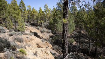 Route durch Kiefernwald zum Ventana del Nublo