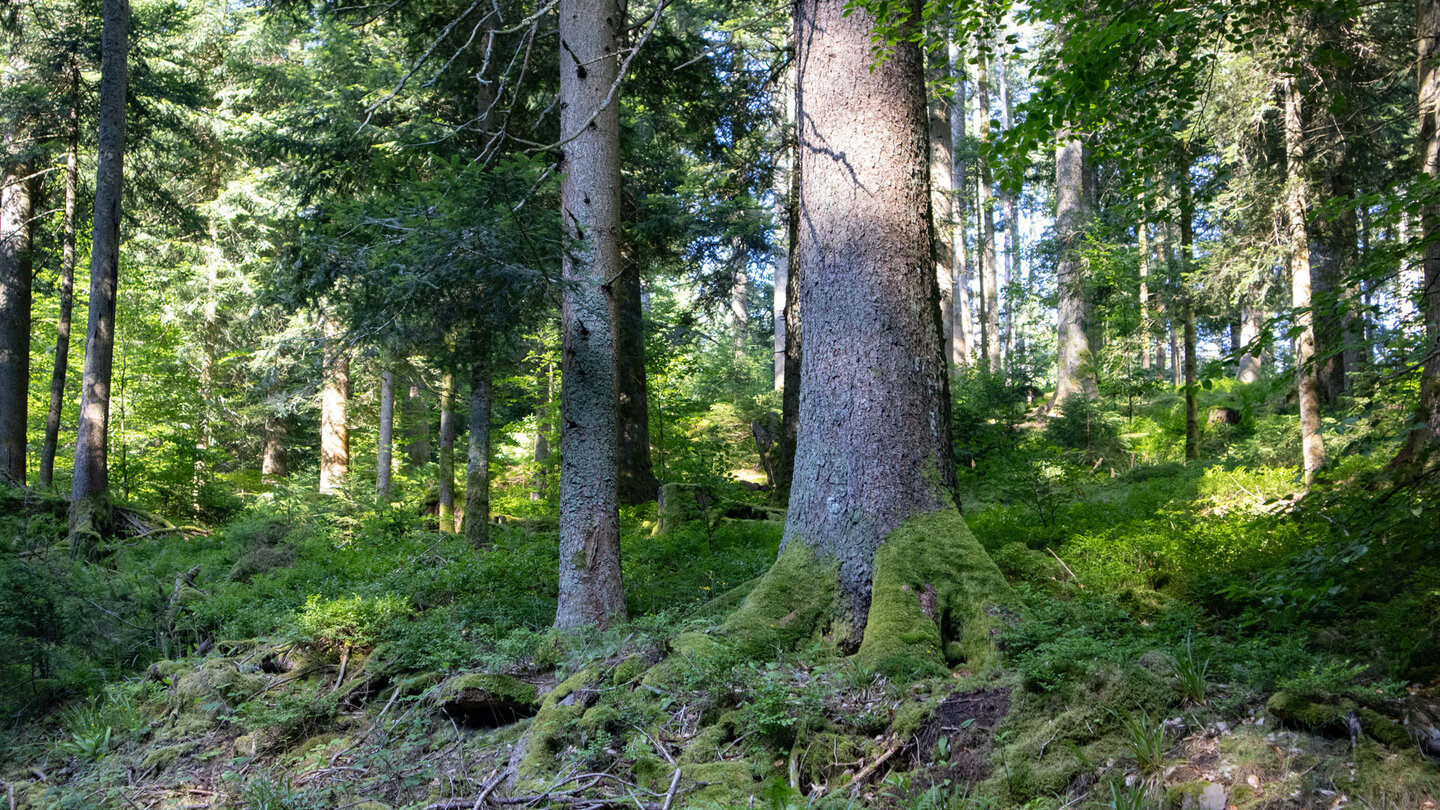 Mischwald begleitet den Murgleiter-Wanderweg