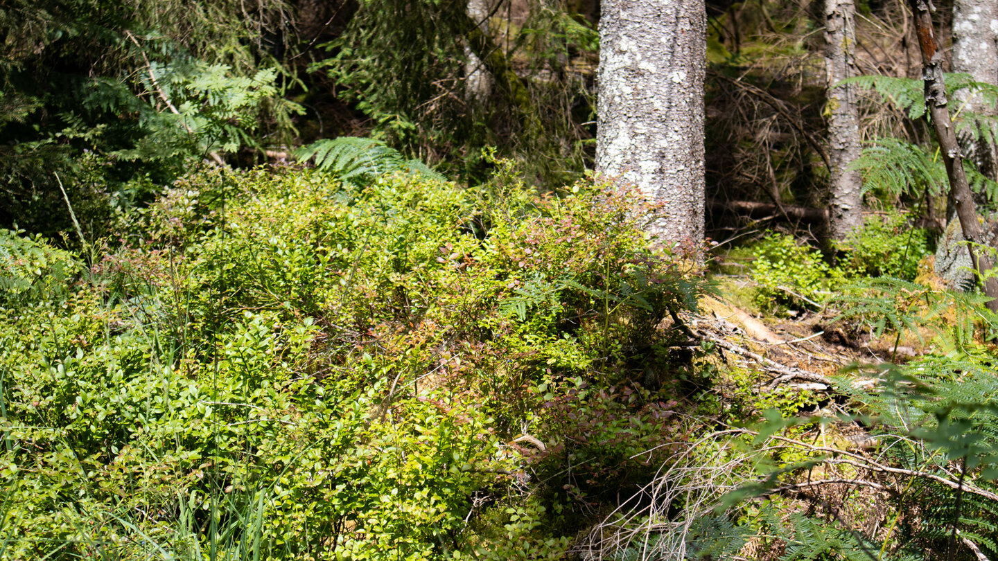 Heidelbeersträucher am Wanderweg