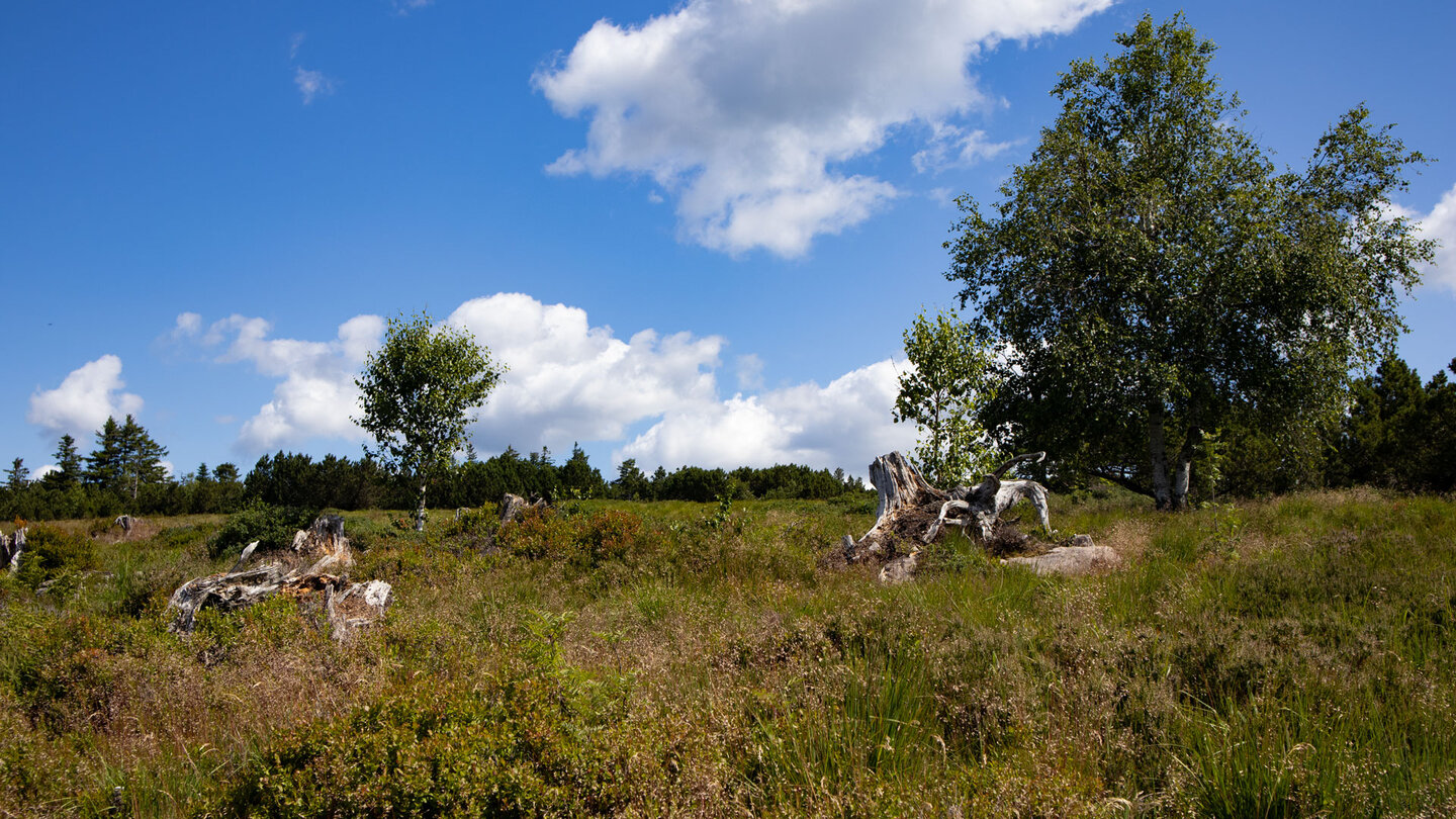 die Grindenlandschaft auf dem Schliffkopf