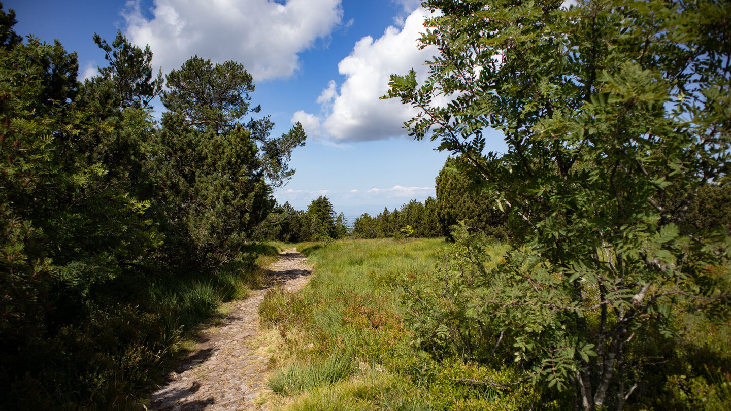 idyllischer Wanderweg in den Höhenlagen des nördlichen Schwarzwalds