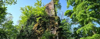 Château du Nideck bei Oberhaslach im Elsass