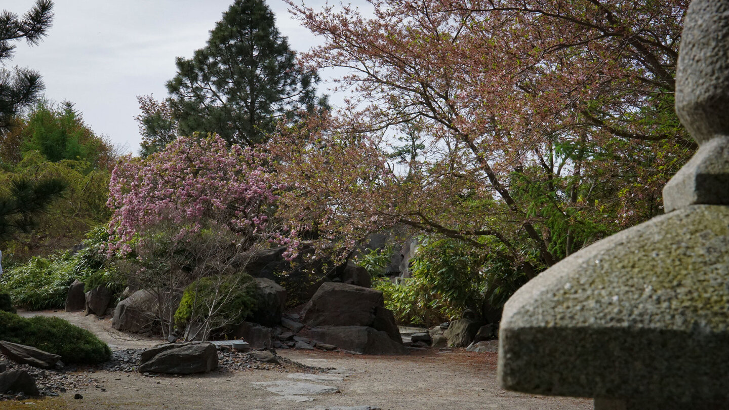 Blütenpracht an den Bäumen im Japanischen Garten