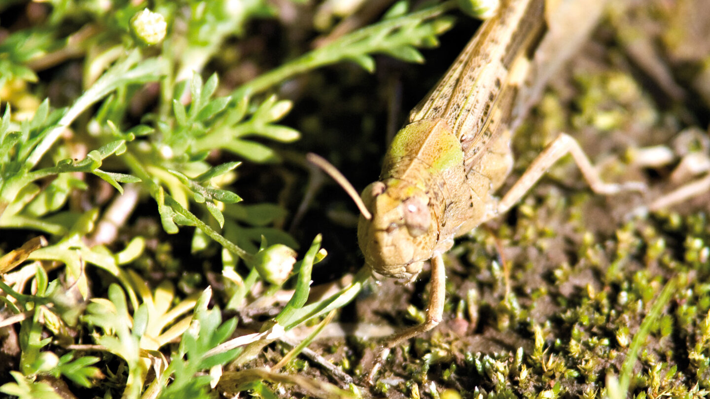 Heuschrecke am Wegesrand