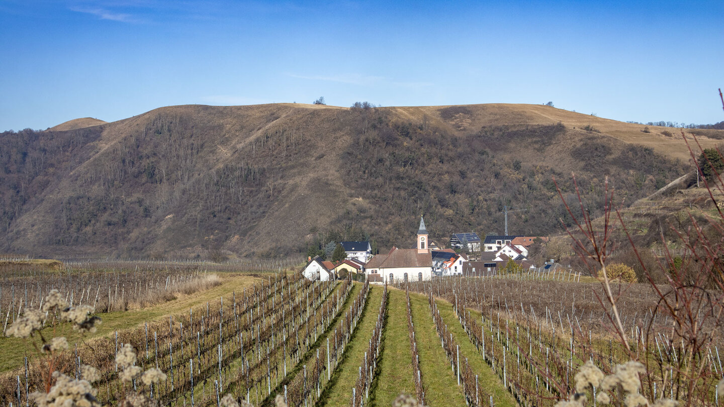 Altvogtsburg im Kaiserstuhl