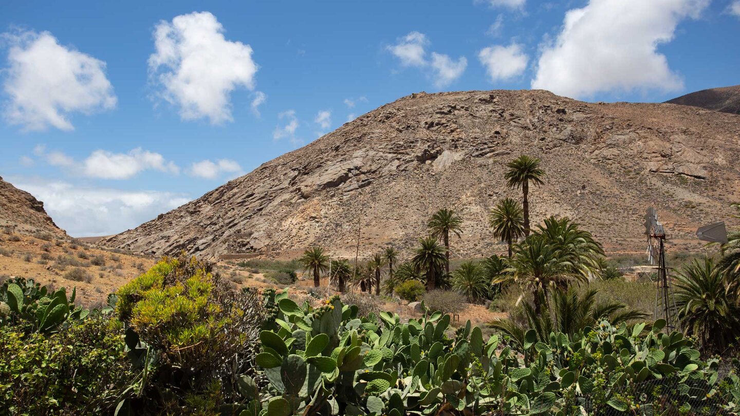 Oase vor dem verlandeten Stausee im Barranco de las Peñitas