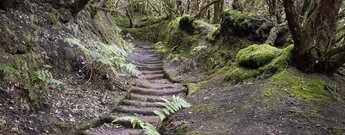 die Wanderroute startet am Casa Forestal im Anaga